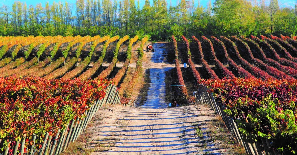 Vina Santa Rita Philipson Soderberg